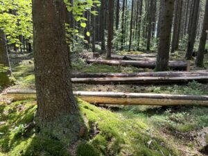 Regionkontor landbruk for Lørenskog, Oslo og Rælingen inviterer til skogdag