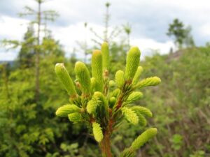 Ungskogpleie: Høyeste aktivitet på 5 år 