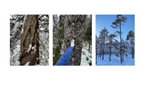 Internship: – Viktig innsikt i hele verdikjeden 