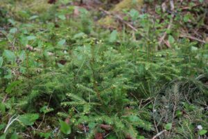 Tilskudd til miljøtiltak i skog 2026